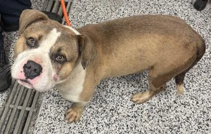 An adult medium-sized male Mixed Breed dog named Cadbury for adoption in West Chester, PA