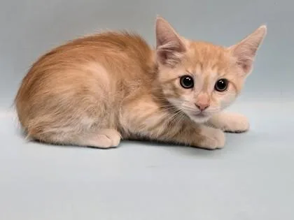 A baby small-sized male Domestic Short Hair cat named Rusty for adoption in Coon Rapids, MN