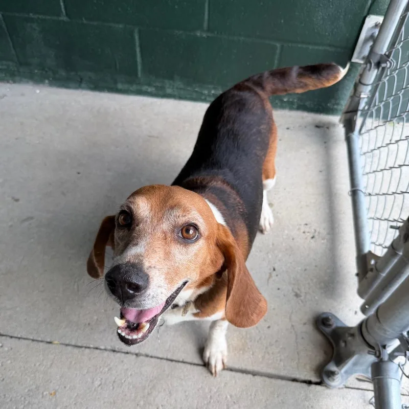 An adult medium-sized male Brown / Chocolate Beagle dog named Tie Dye for adoption in Carencro, LA