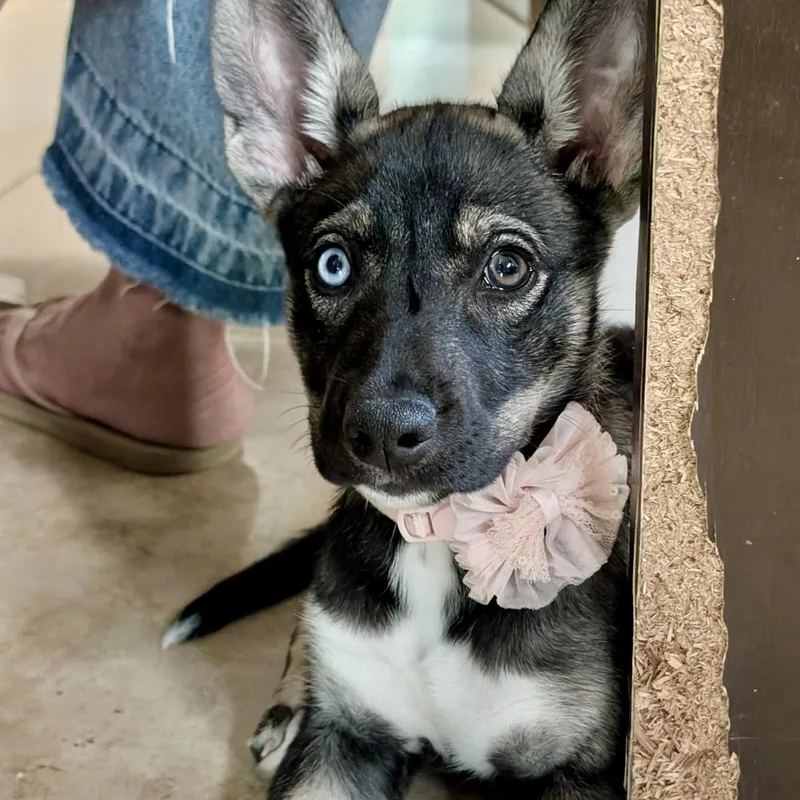 A baby medium-sized female Yellow / Tan / Blond / Fawn Husky dog named Palma for adoption in Pelham, NH