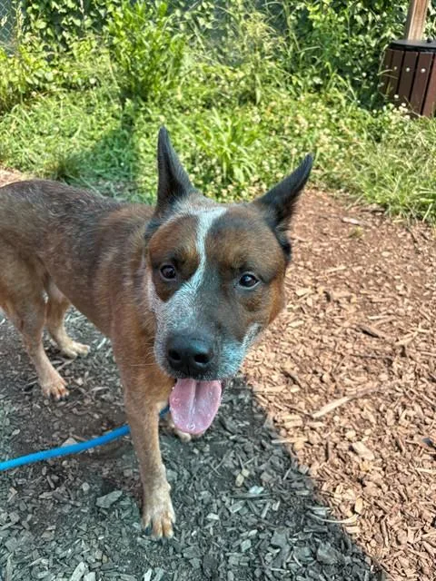 An adult medium-sized male Australian Cattle Dog / Blue Heeler dog named Archie for adoption in Leesburg, VA