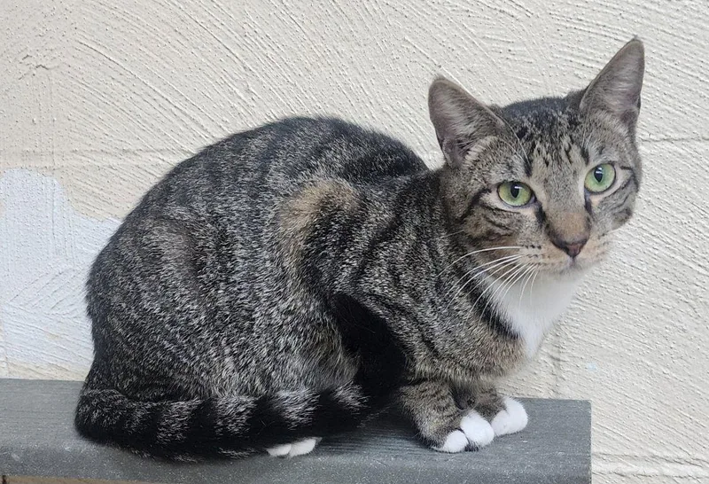 An adult large-sized female Domestic Short Hair cat named Ivy for adoption in Wetumpka, AL