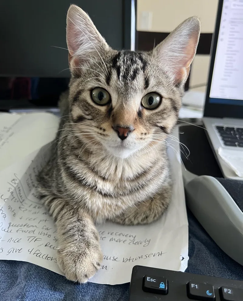 A baby medium-sized male Tabby cat named Chewy for adoption in Wyandotte, MI