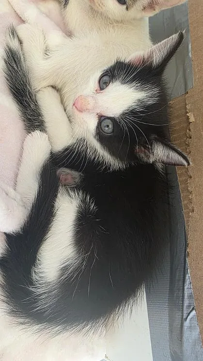 A baby small-sized male Domestic Short Hair cat named Valley for adoption in Clinton, MO