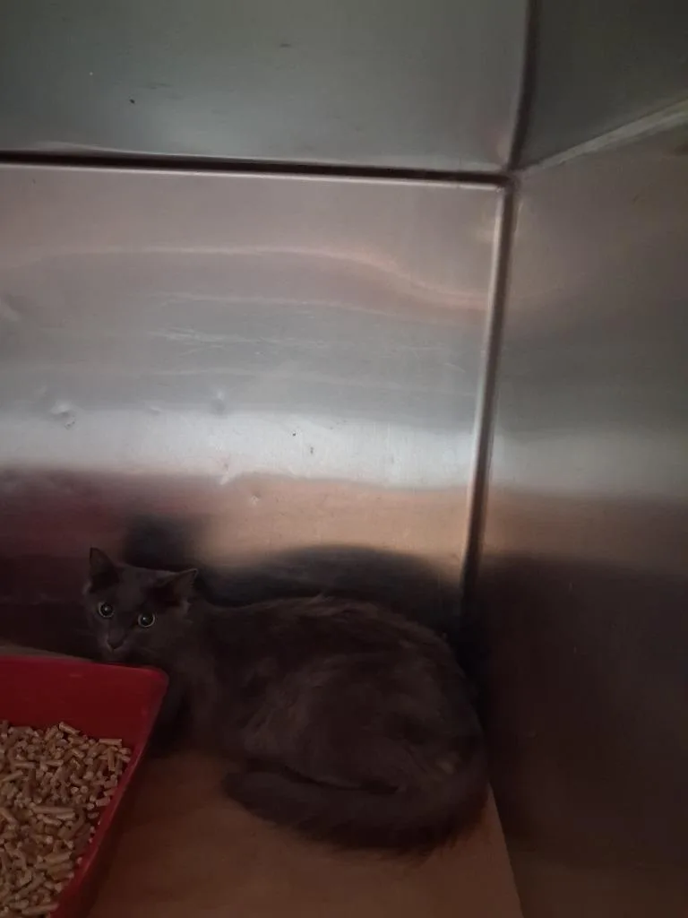 A young large-sized female Domestic Short Hair cat named Duffy for adoption in Cartersville , GA