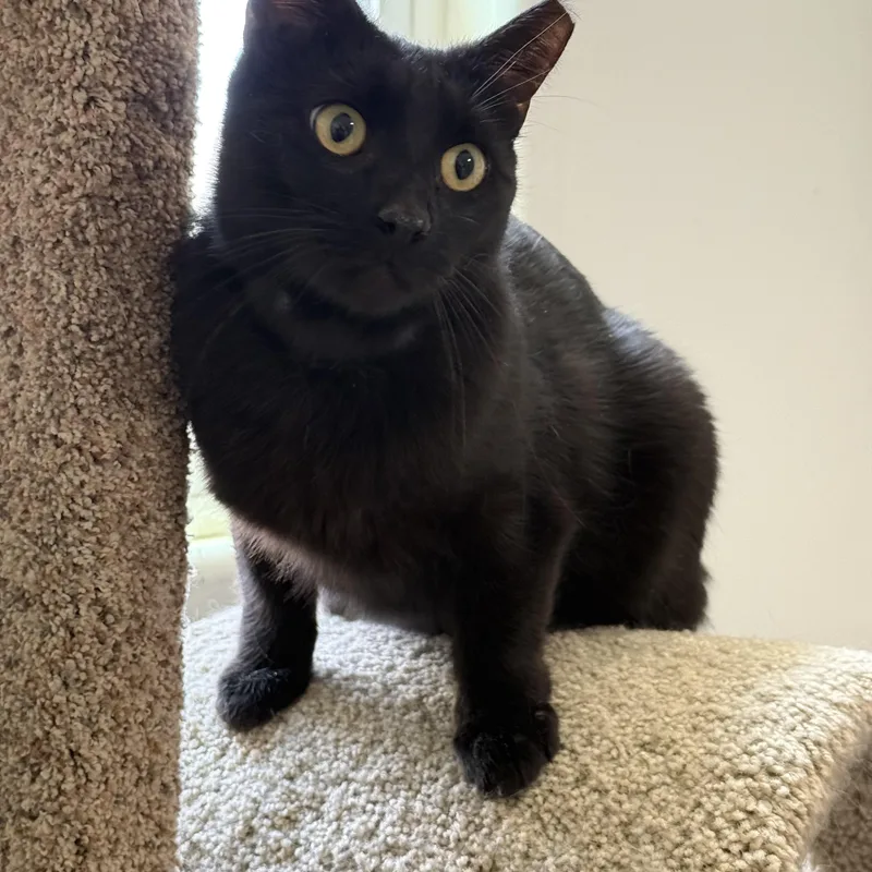 Mr. Charm