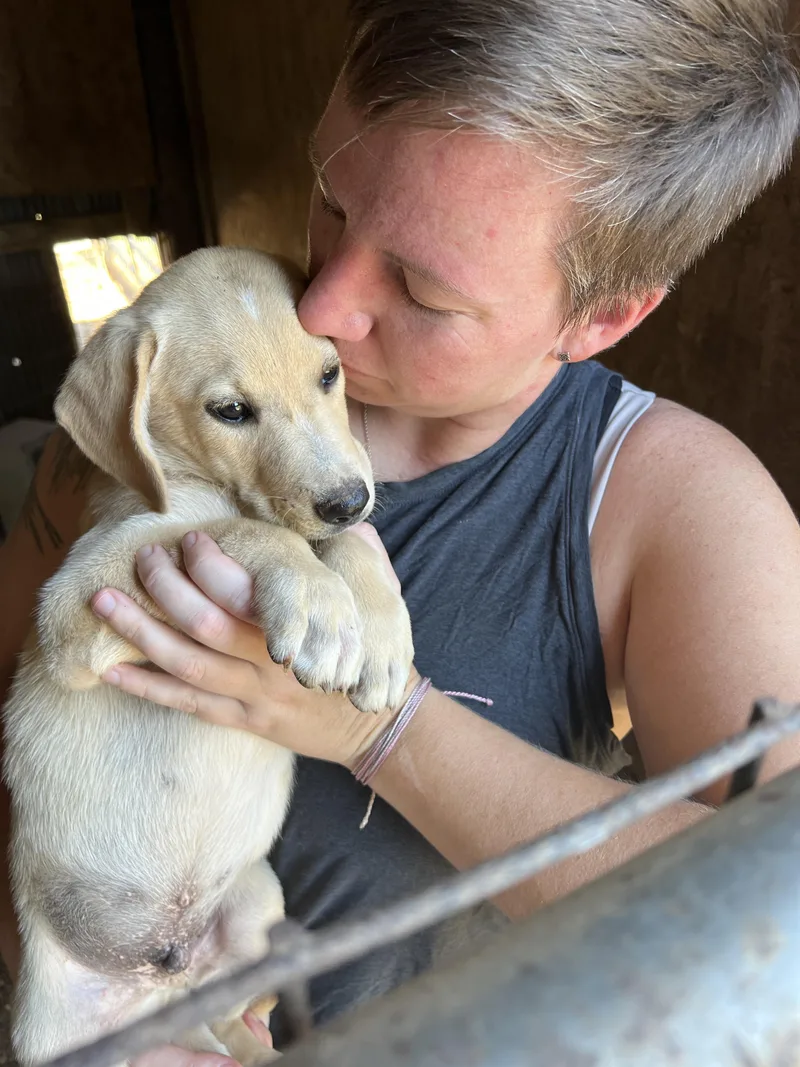 A baby medium-sized male Labrador Retriever dog named Colonel Clucker for adoption in Zimmerman, MN