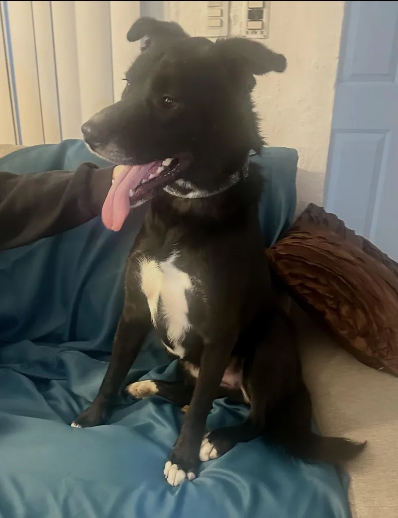 A young medium-sized male Black Border Collie dog named Prince Charming for adoption in Toluca Lake, CA