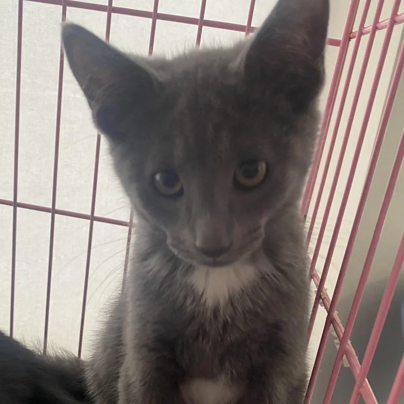 A baby small-sized male Gray / Blue / Silver Domestic Short Hair cat named Georgie for adoption in Dayton, OH