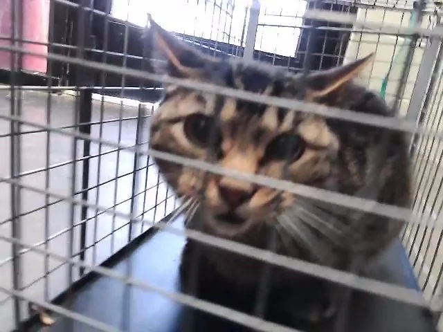 An adult large-sized male Domestic Short Hair cat named Cat Baby for adoption in Tulsa, OK