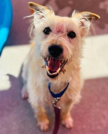 A senior small-sized male Mixed Breed dog named Buddy Magic for adoption in West Chester, PA