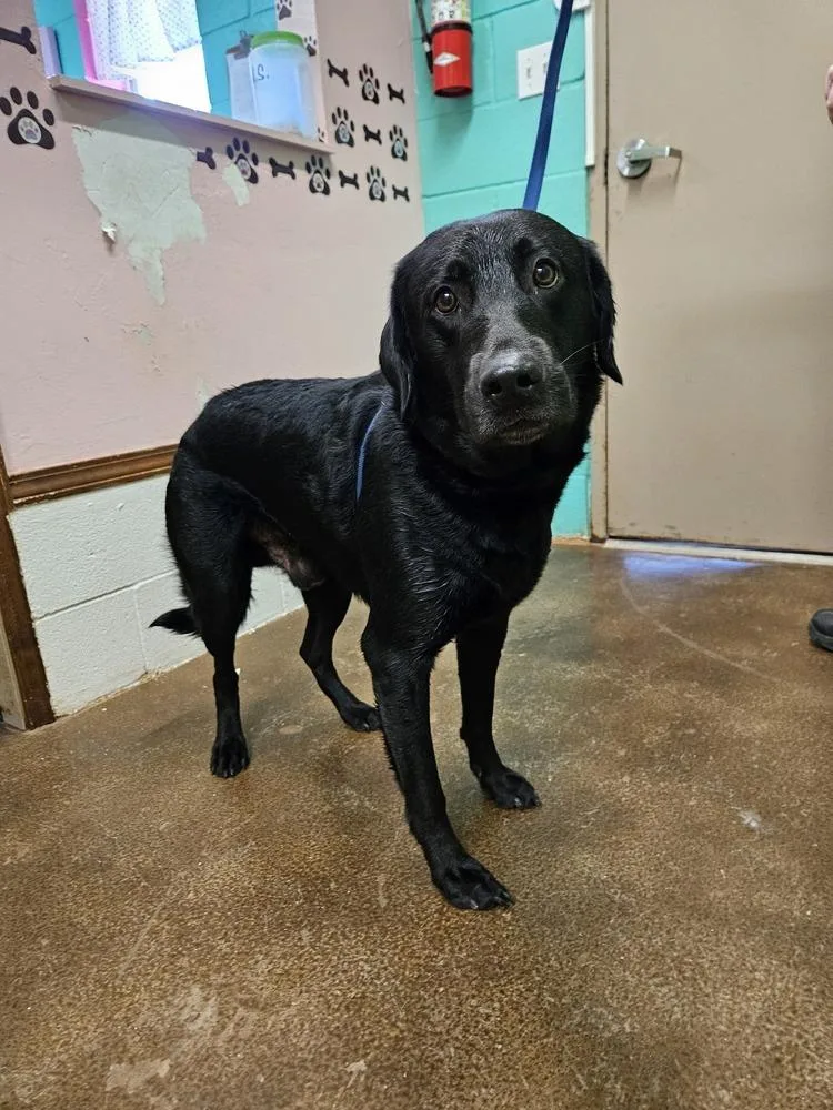 A young medium-sized male Black Labrador Retriever dog named Max for adoption in Deerfield, WI