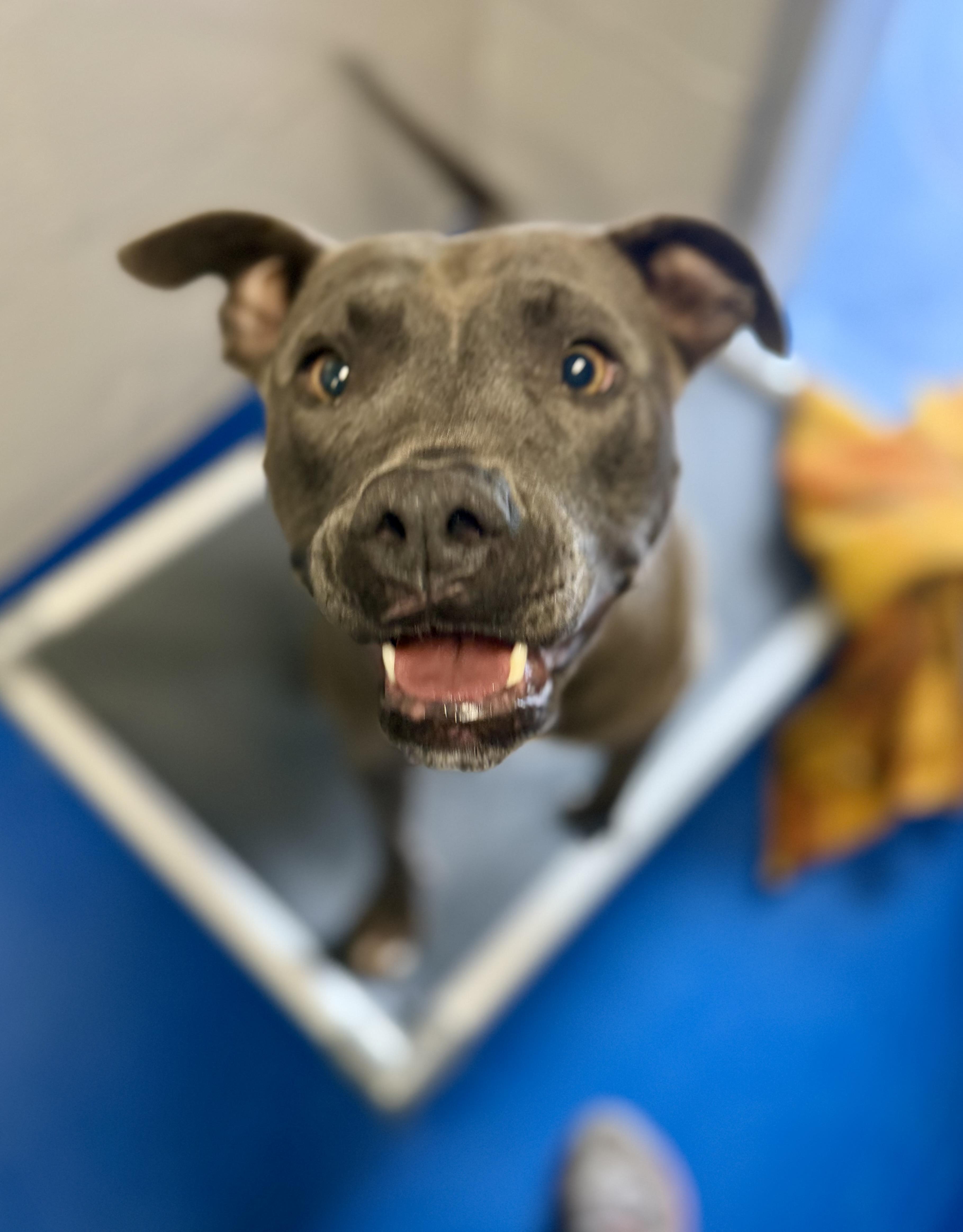 An adult medium-sized female Gray / Blue / Silver Terrier dog named Valerie for adoption in Lancaster, SC