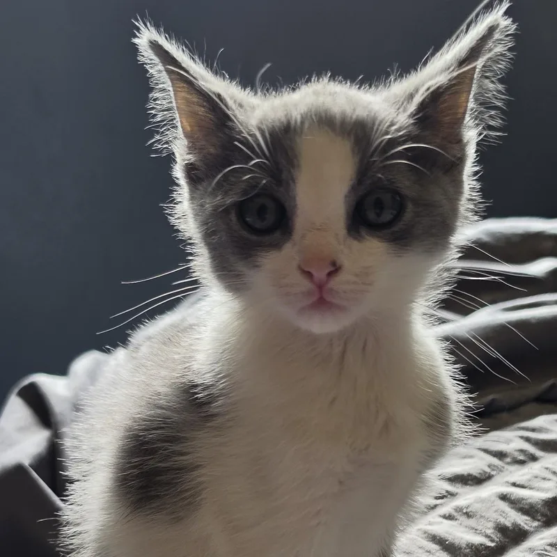 A baby medium-sized female White Domestic Short Hair cat named Eleanor for adoption in Pendleton, OR