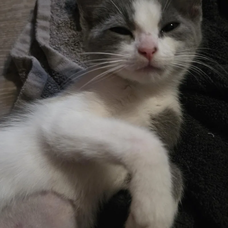 Eleanor thumbnail 3