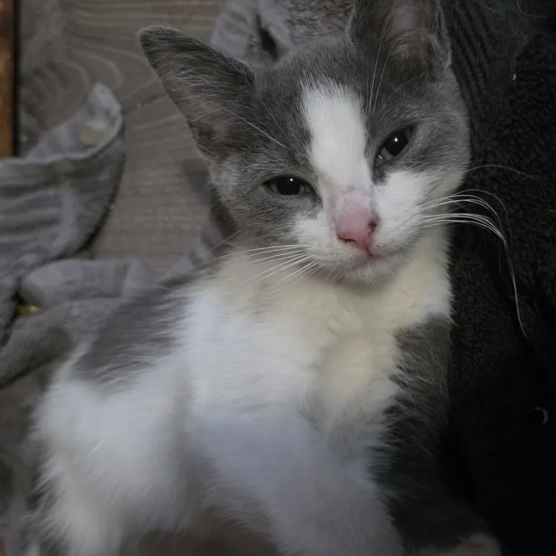 Eleanor thumbnail 4
