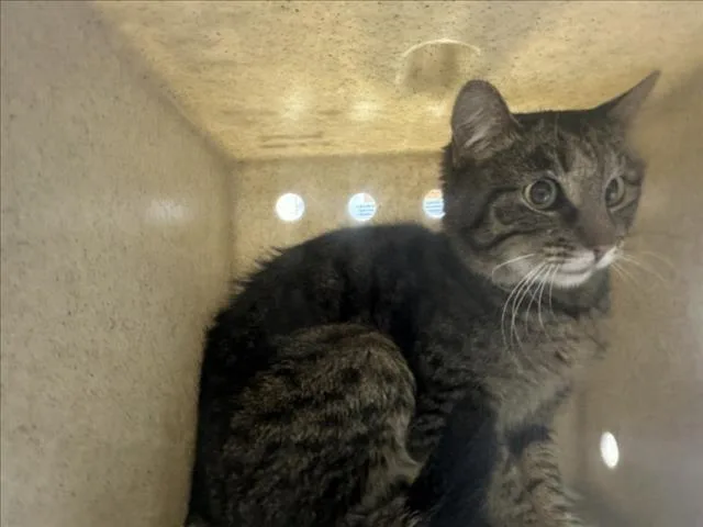 An adult medium-sized female Domestic Short Hair cat named Bobbie for adoption in Santa Fe, NM