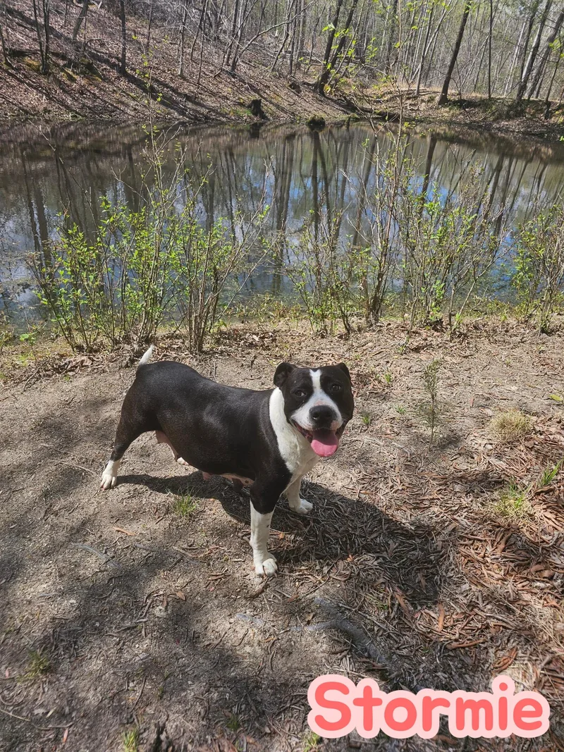 A young medium-sized female Mixed Breed dog named Stormie Storm Litter Mom for adoption in Holly Springs, NC