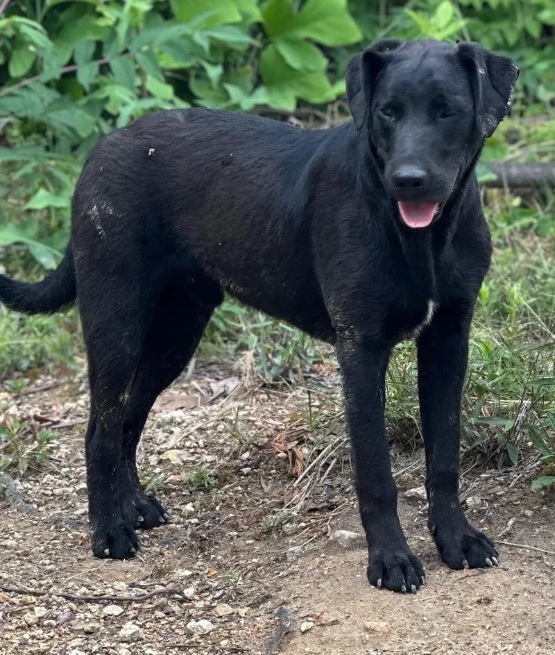 An adult medium-sized male Mixed Breed dog named Terminator for adoption in Rome, GA