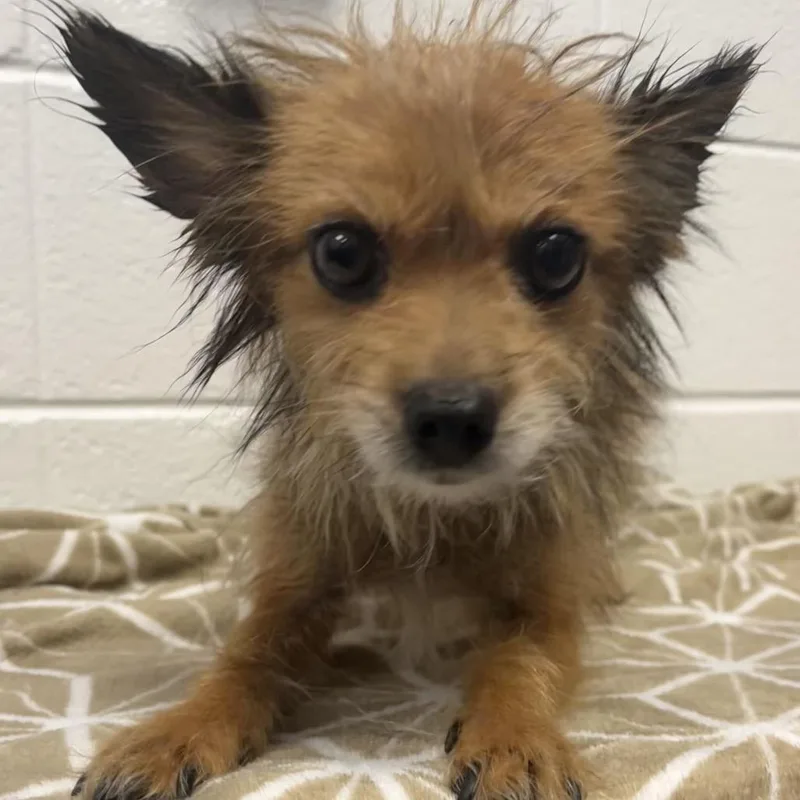 A young small-sized male Mixed Breed dog named Mr. Fox for adoption in Spruce Pine, NC