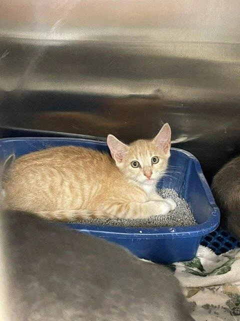 A baby small-sized male Domestic Short Hair cat named Matador for adoption in Jackson, LA