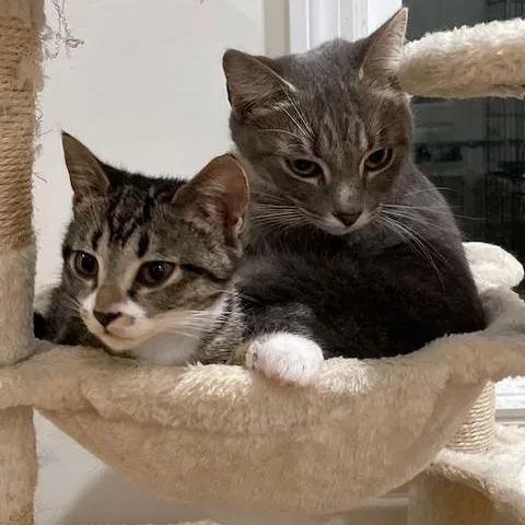 Bonded Pair  Lucy