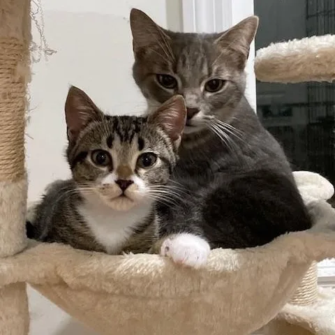 Bonded Pair  Lucy thumbnail 2