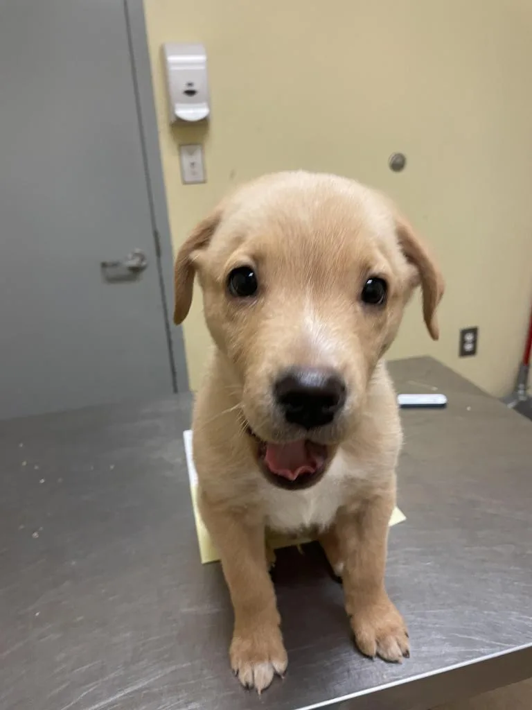 A young medium-sized male Mixed Breed dog named Charlie for adoption in Florence, SC