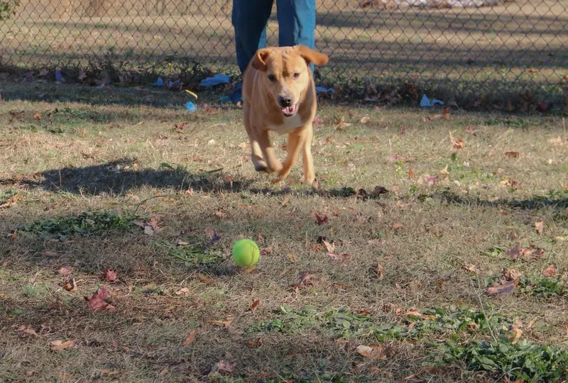 Charlie thumbnail 2