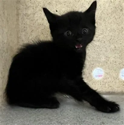 A baby medium-sized male Domestic Short Hair cat named Clove for adoption in Lancaster, CA