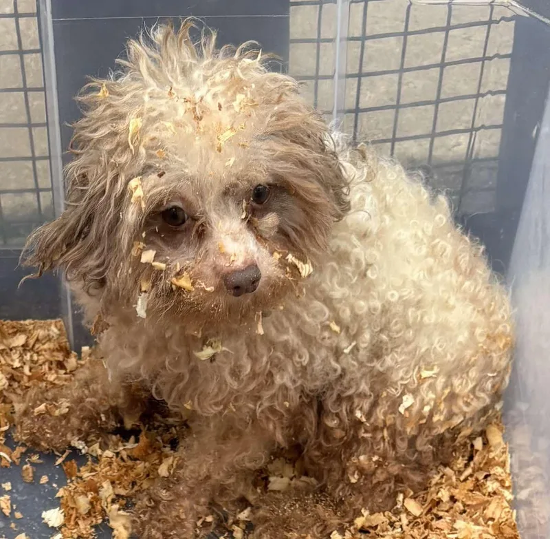 An adult small-sized female Miniature Poodle dog named Bijou for adoption in Havertown, PA