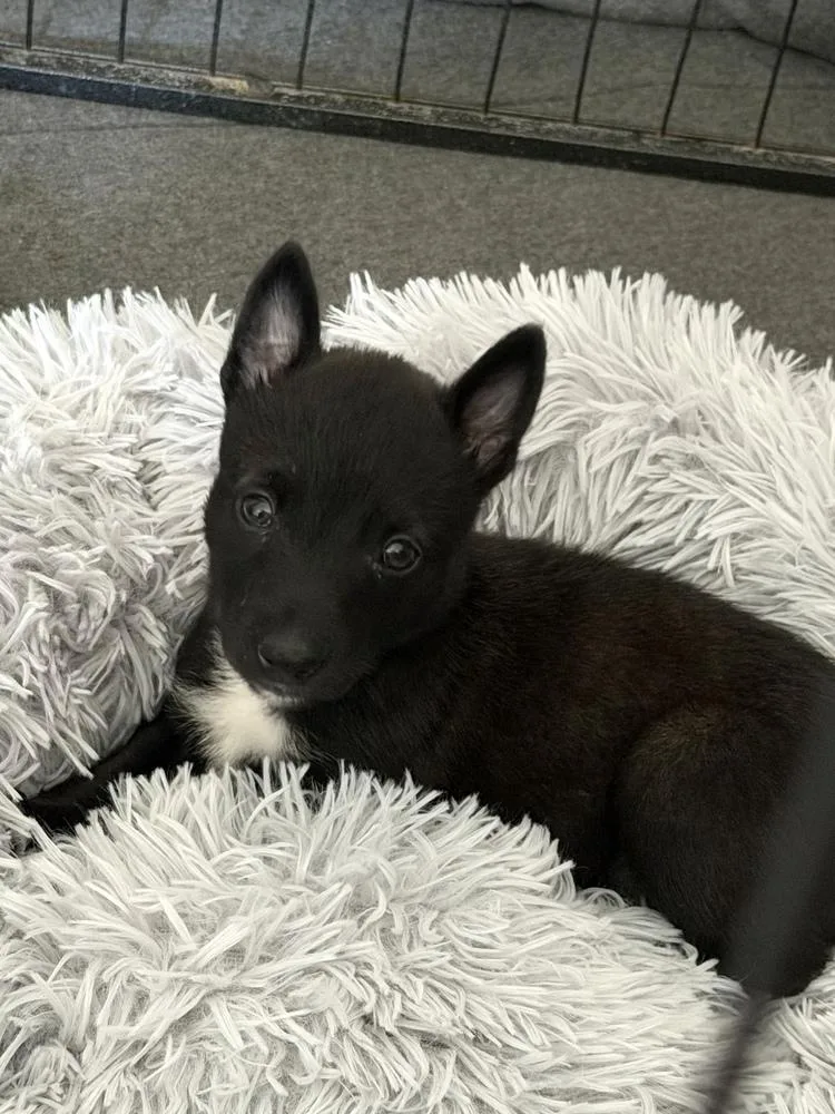 A baby large-sized female Tricolor (Brown, Black, & White) Belgian Shepherd / Malinois dog named Nugget for adoption in Pleasant Hill, CA