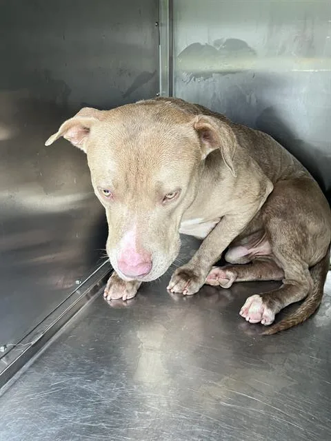 A young large-sized male Mixed Breed dog named Manny for adoption in Dallas, TX