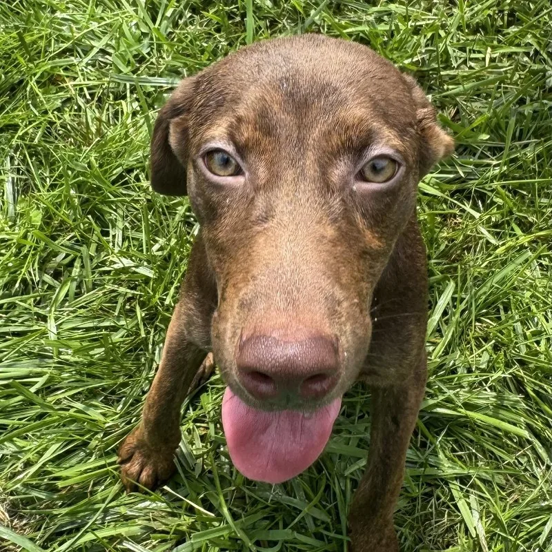A young small-sized female Brown / Chocolate Labrador Retriever dog named Jules for adoption in Rock Falls, IL