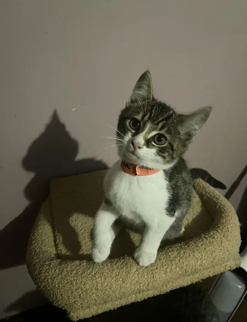 A young medium-sized male Domestic Short Hair cat named Oliver for adoption in Belchertown, MA