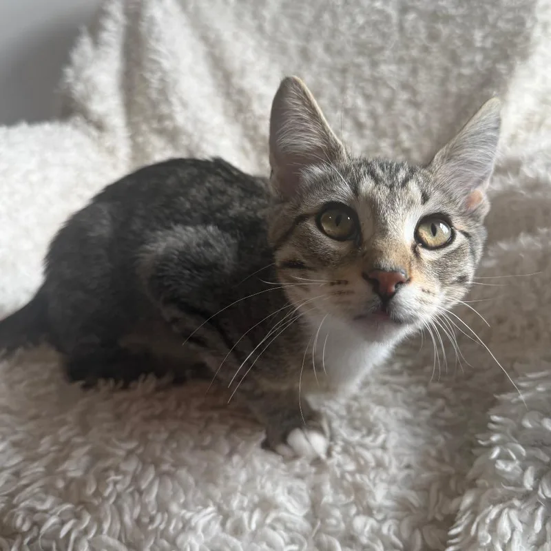 A baby small-sized male Brown / Chocolate Domestic Short Hair cat named Sigmund the Sea Monster for adoption in Roselle, IL