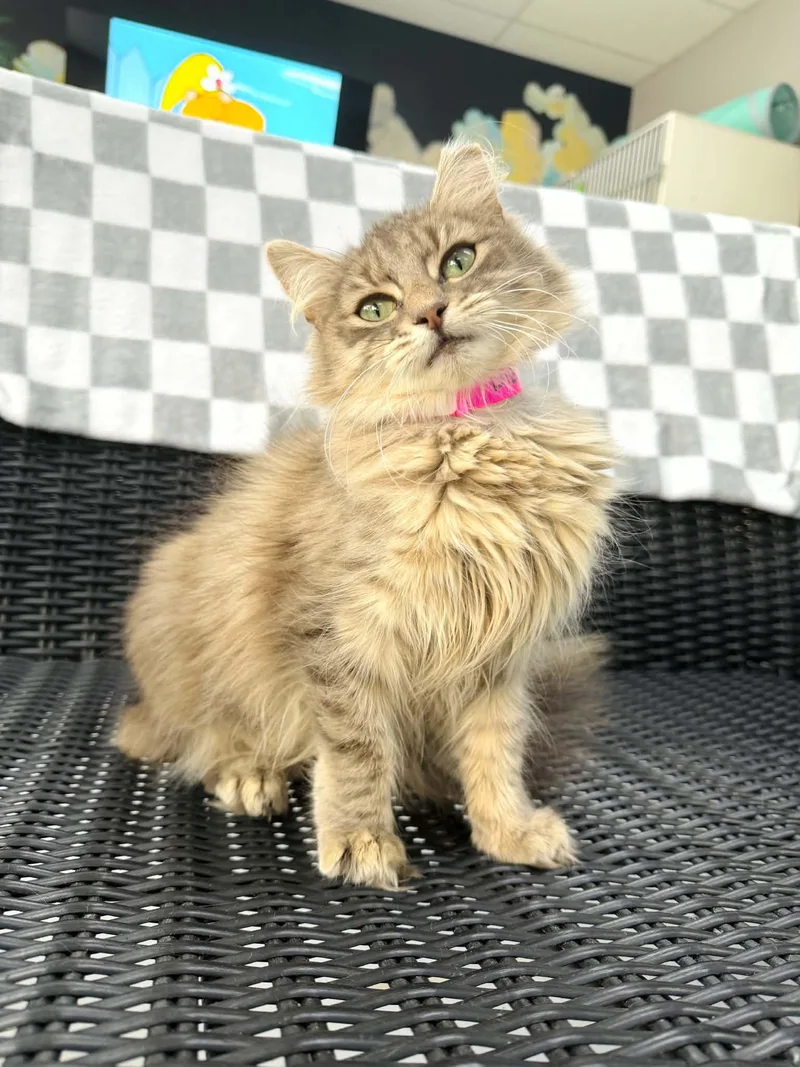 A young medium-sized female Domestic Long Hair cat named Dizzy for adoption in Tavares, FL