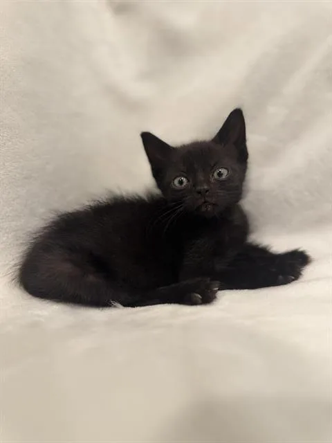 A baby small-sized male Domestic Short Hair cat named Mr. Miyagi for adoption in Charlotte, NC