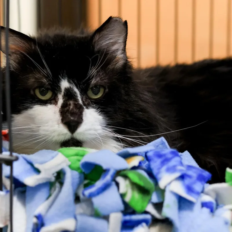 A senior small-sized male Black Domestic Medium Hair cat named Pumpkin for adoption in Los Angeles, CA