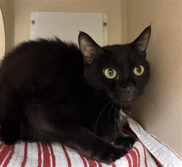 A young small-sized female Domestic Short Hair cat named Luna for adoption in Denver, CO