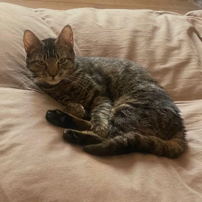 A baby medium-sized female Tabby (Gray / Blue / Silver) American Shorthair cat named Jollie for adoption in New York, NY
