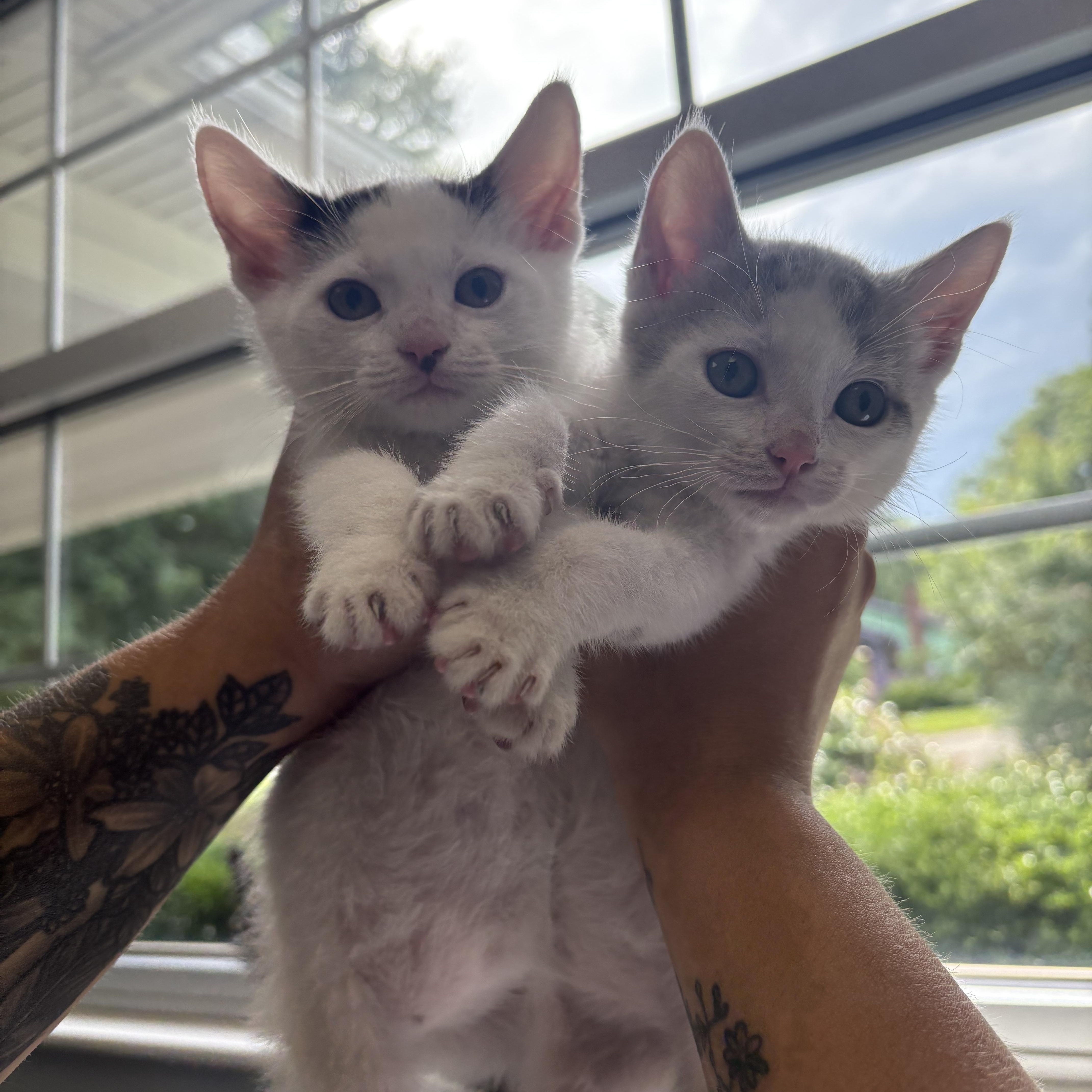 A baby medium-sized male Gray & White Domestic Short Hair cat named Biscuit And Gravy for adoption in Simpsonville, SC