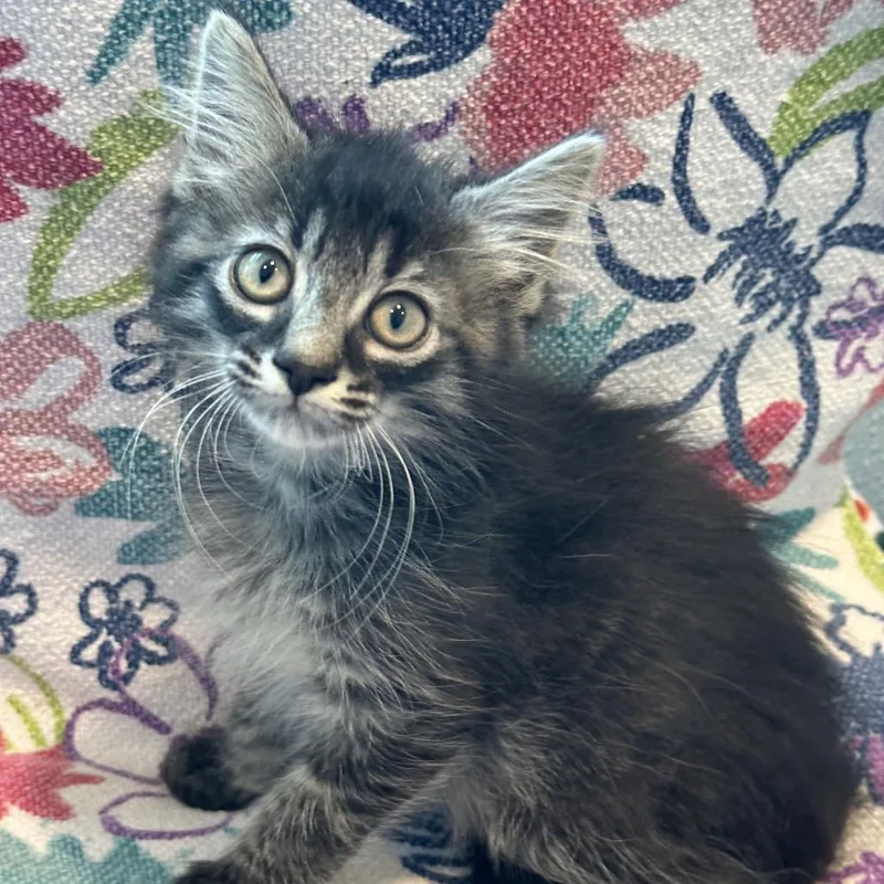 A baby small-sized male Black Domestic Medium Hair cat named Dipsy for adoption in Matteson, IL