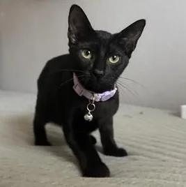 A baby small-sized female Black Bombay cat named Sophia for adoption in Liverpool, TX