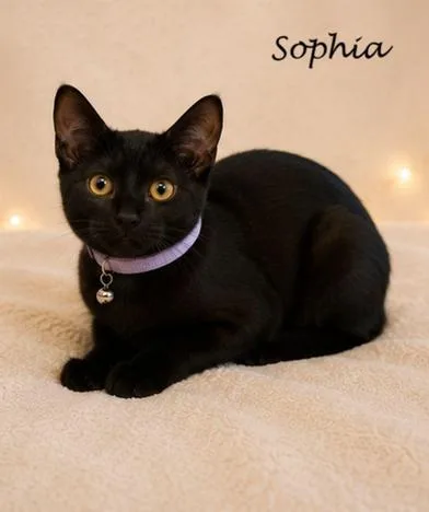 Sophia thumbnail 3