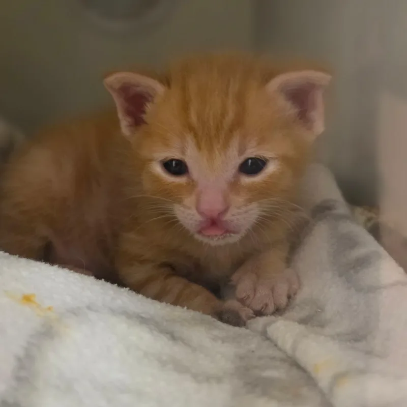 A baby small-sized male Orange / Red Domestic Short Hair cat named Rizzo for adoption in Phoenix, AZ
