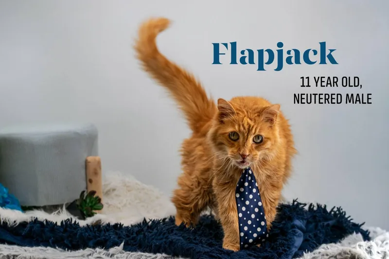 Flapjack thumbnail 2