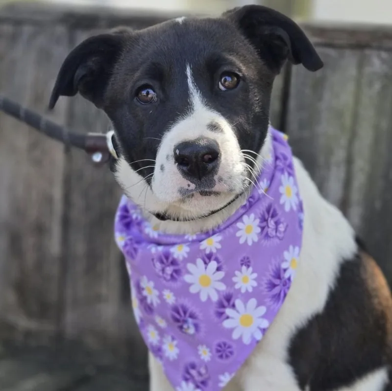 A young medium-sized female Black Labrador Retriever dog named Mya for adoption in West Grove, PA