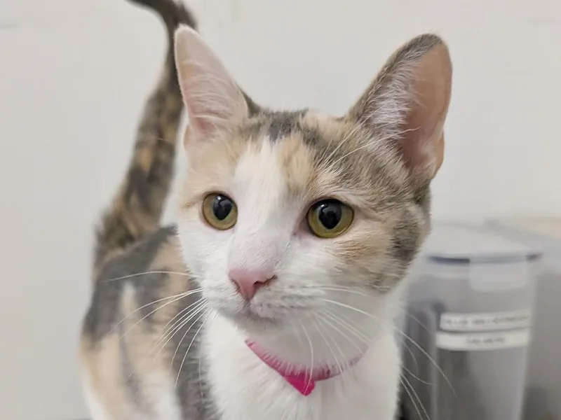 A young small-sized female Dilute Calico cat named Alani for adoption in Powell, OH