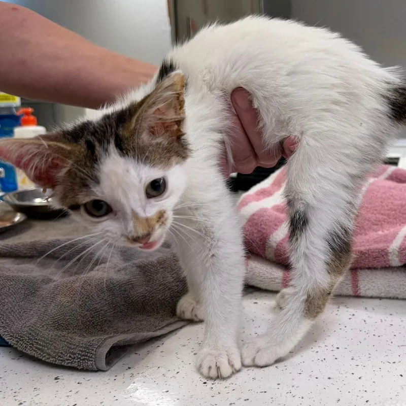 A baby small-sized female White Turkish Van cat named Marla for adoption in Wichita, KS